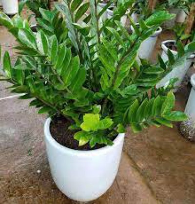 Cẩn trọng khi trồng các loại cây cảnh dưới đây, chúng cực độc nếu ăn phải
